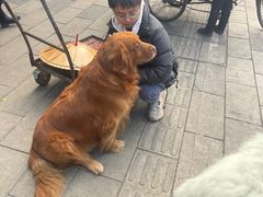 -大邑李记肥肠血旺