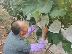 -马陆小张葡萄园农家乐