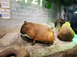 -Zoolung Zoolung动物主题公园(海信广场店)