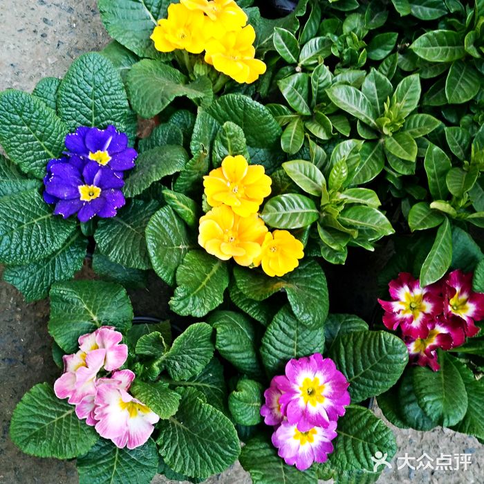 三林花鸟市场图片