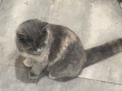 -楼上猫咖(罗湖店)
