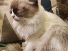 -猫色咖啡·猫咖
