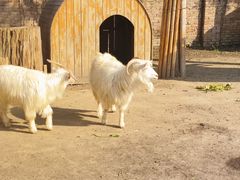 -圣露庄园·露营·烤肉·亲子