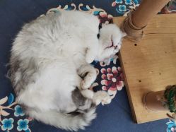 -萌宠亲子动物乐园(槐房万达店)