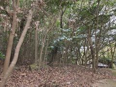 -普陀山风景区-佛顶山