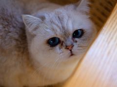 -喵屿·大理花园猫咖