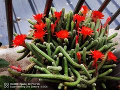 -小八仙·宴(三峡茶庄店)