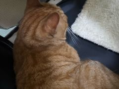 -汪喵宠物医院·骨科心脏影像·犬猫急重症ICU诊疗中心(成华分院)