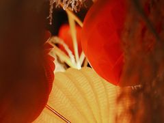 -行人小筑·茶馆(岑村火炉山分店)