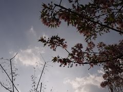 -顾村公园