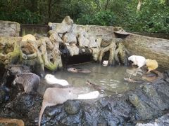 -海南热带野生动植物园