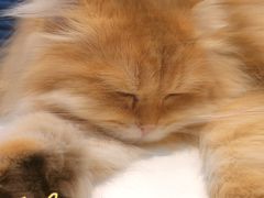 -爪爪喵星球·猫舍(前海卓越店)