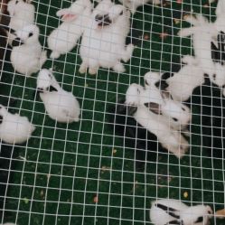 -萌宠亲子动物乐园(槐房万达店)