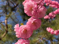 -大兴滨河森林公园