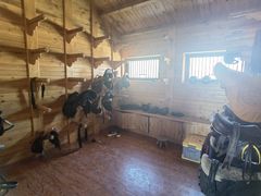 -北京群众马术培训基地