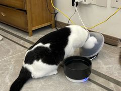 -四月宠物医院·猫专科·心脏专科·内科(转塘店)