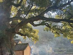 -杨家堂村