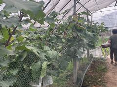 -马陆小张葡萄园农家乐