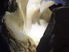 -贝壳梦幻世界