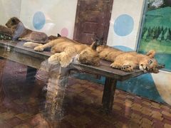 -大连森林动物园