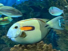 -上海海洋水族馆