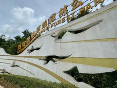 -西双版纳原始森林公园