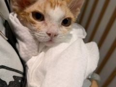 -山宅一喵德文卷毛猫舍