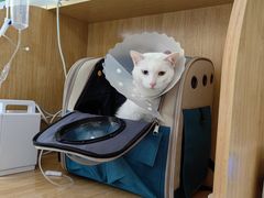 -美联众合动物医院·24h京西诊疗中心
