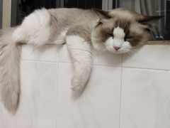 -瑞鹏宠物医院·骨科·猫科·内科(第一中心)