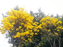 -海珠湖公园