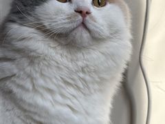 -糯米喵星人总部直营旗舰店·猫舍·幼猫出售