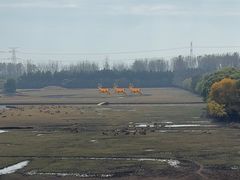 -溱湖国家湿地公园