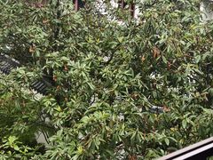 -海天楼中餐厅(吴宫泛太平洋酒店)