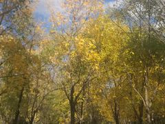 -永定河休闲森林公园