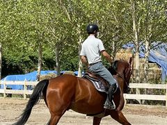 -北京群众马术培训基地