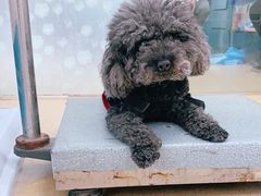 -瑞派·关忠动物医院·猫专科·犬专科(三环新城店)