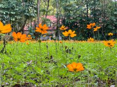 -深圳国际园林花卉博览园