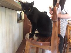 -海边的猫和咖啡馆