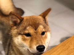 -柴务处·柴犬主题狗咖
