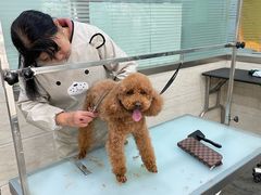 -暖阳宠物医院·犬猫康复中心·骨科
