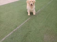 -宠物寄养训练学校