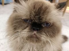 -喵园·猫主题咖啡厅·撸猫·猫咖(国贸店)