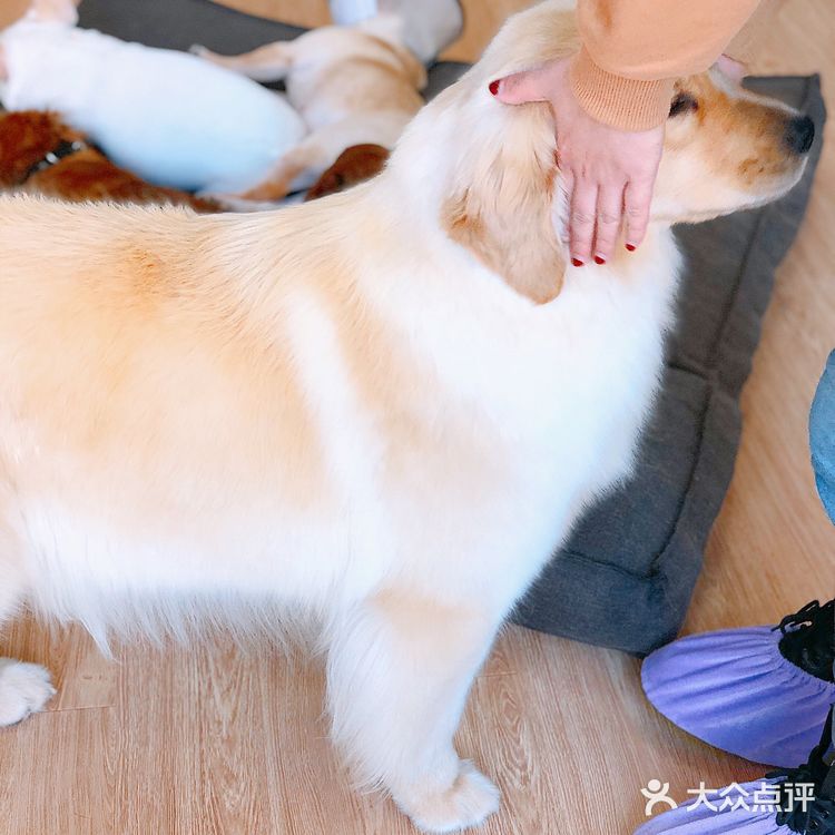 在这撸狗真是一种享受