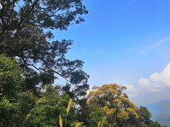 -海南霸王岭国家森林公园