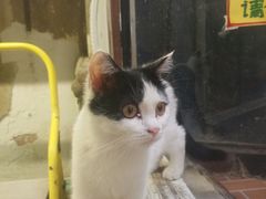 -猫咪博物馆(顶澳仔猫街店)