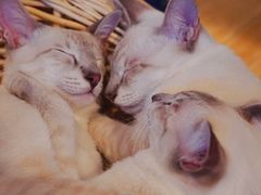 -Cappucimeow猫咪咖啡馆(韦伯时代店)