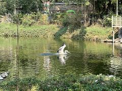 -深圳野生动物园