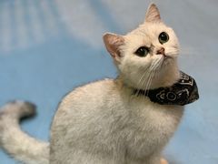 -猫色咖啡·猫咖