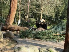 -都江堰中华大熊猫苑