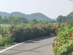-大连铭湖国际观光牧场